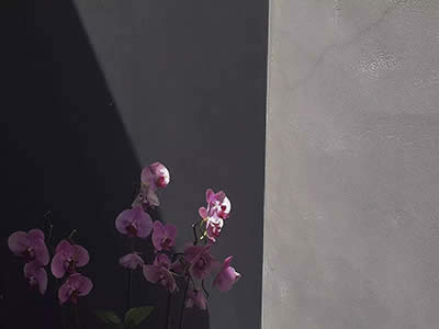 恋爱大全:什么是爱情?怎样谈恋爱?